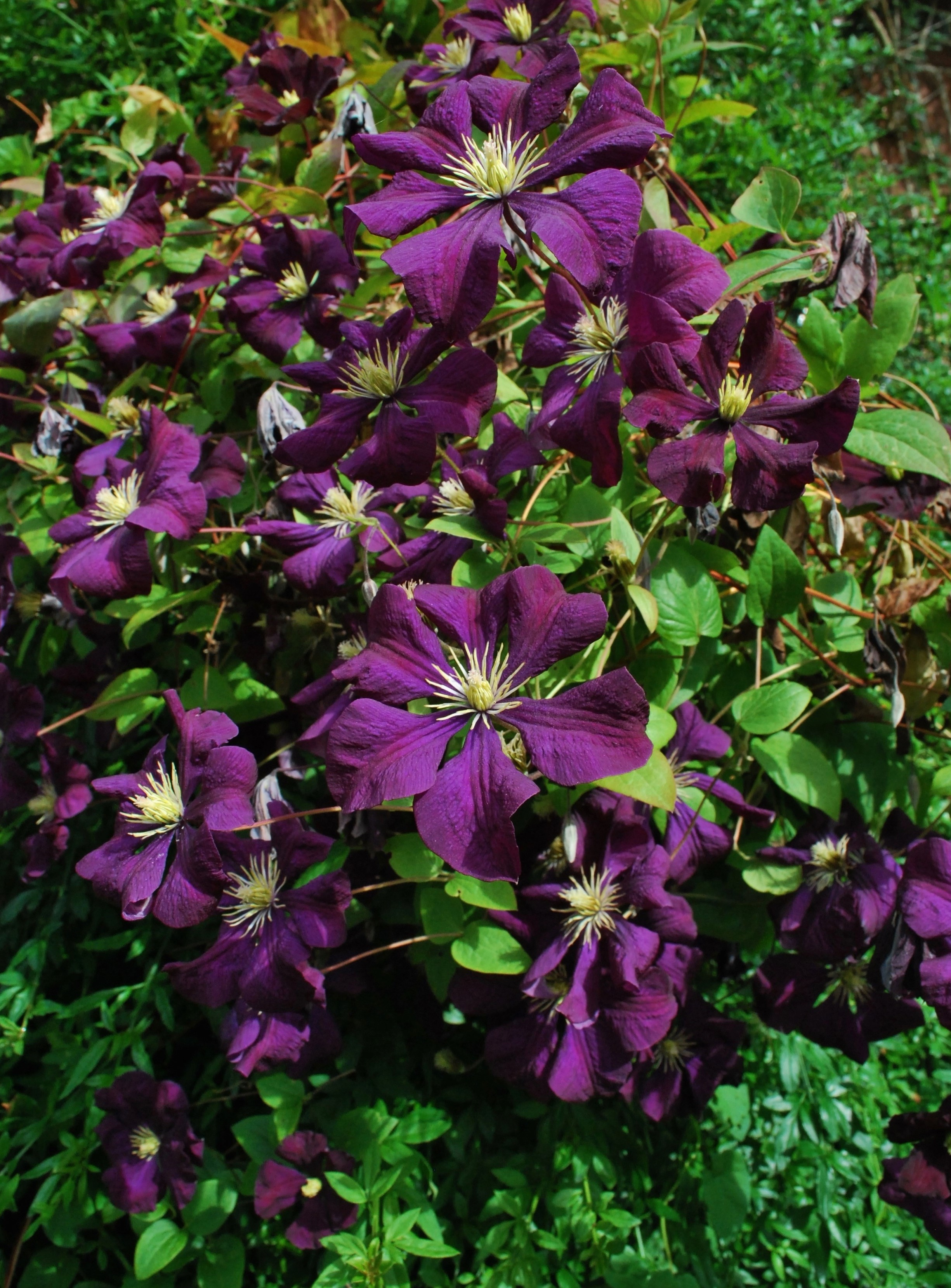 Clematis viticella 'Black Prince'